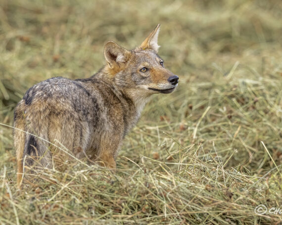 Eastern Coyote Pup