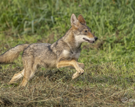 Eastern Coyote Pup