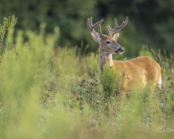 White-Tailed Deer