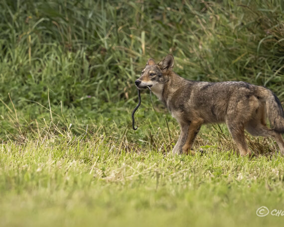 Eastern Coyote Pup