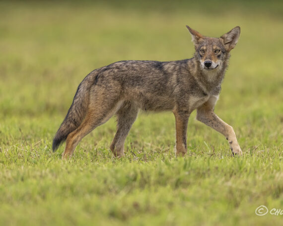 Eastern Coyote Pup