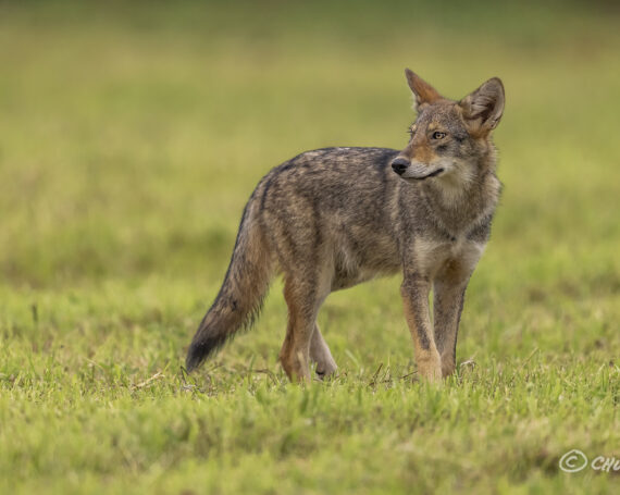 Eastern Coyote Pup