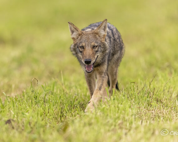 Eastern Coyote Pup