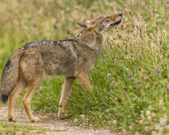 Eastern Coyote Pup