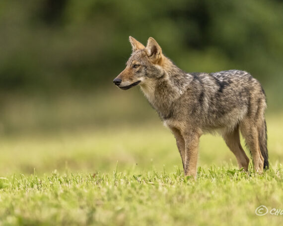 Eastern Coyote Pup