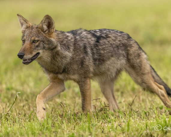 Eastern Coyote Pup