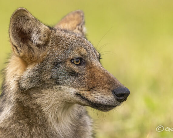 Eastern Coyote Pup