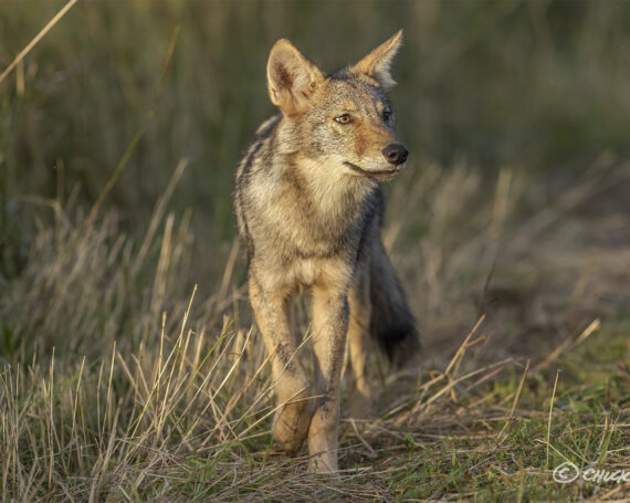 Eastern Coyote Pup