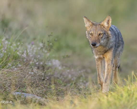 Eastern Coyote Pup