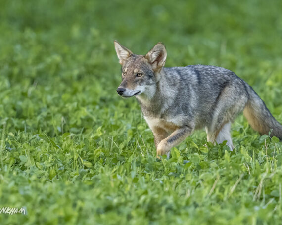 Eastern Coyote Pup