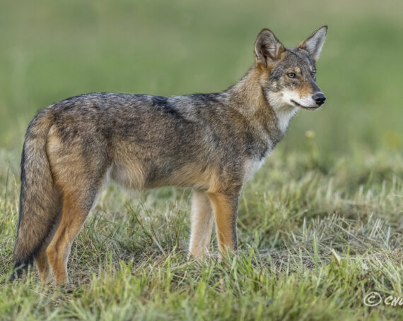 Eastern Coyote Pup