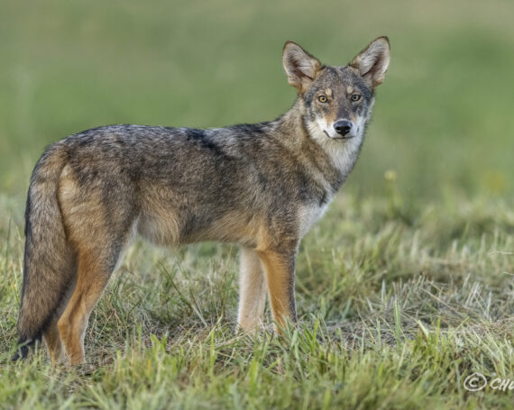 Eastern Coyote Pup