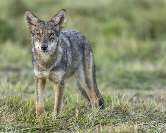 Eastern Coyote Pup