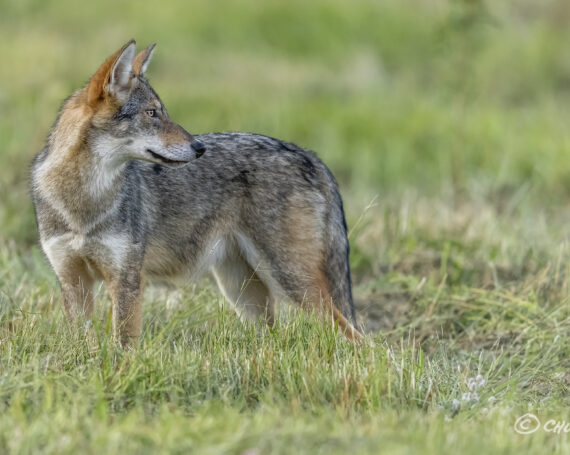 Eastern Coyote Pup