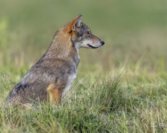 Eastern Coyote Pup