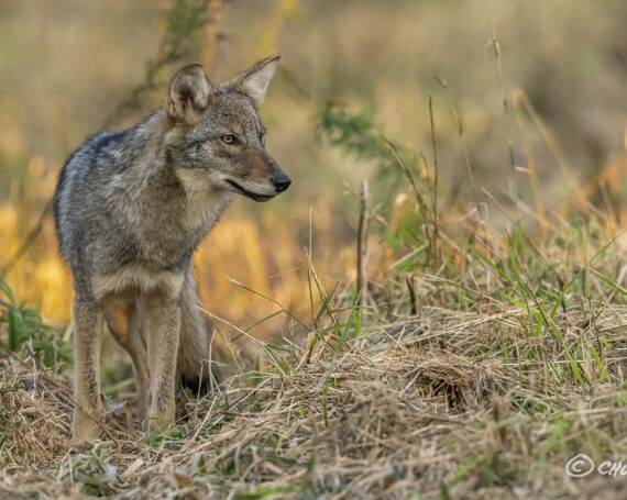 Eastern Coyote Pup