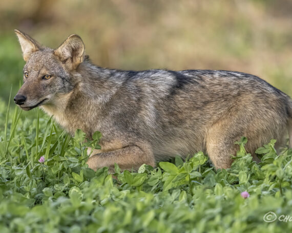 Eastern Coyote Pup