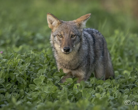 Eastern Coyote Pup