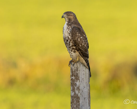 Red-Tailed Hawk