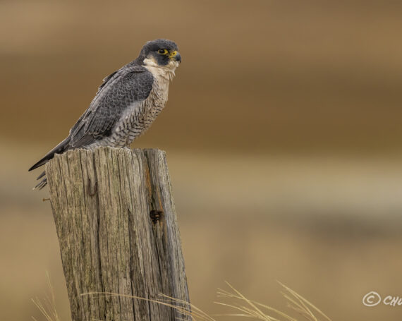 Peregrine Falcon