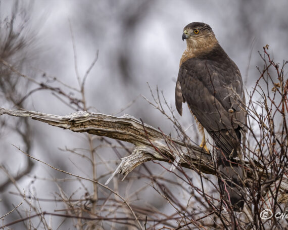 Cooper’s Hawk