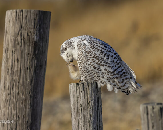 Snowy Owl