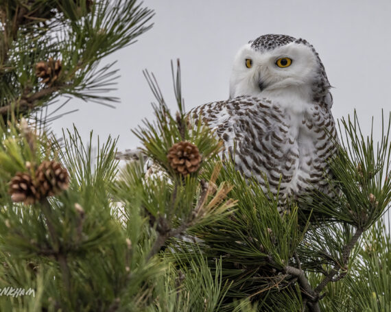 Snowy Owl