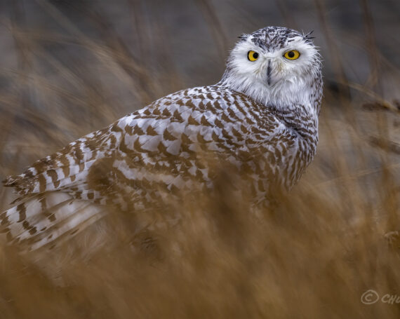 Snowy Owl