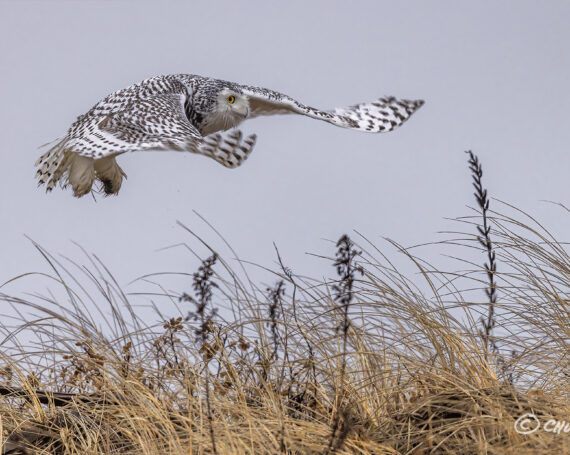 Snowy Owl