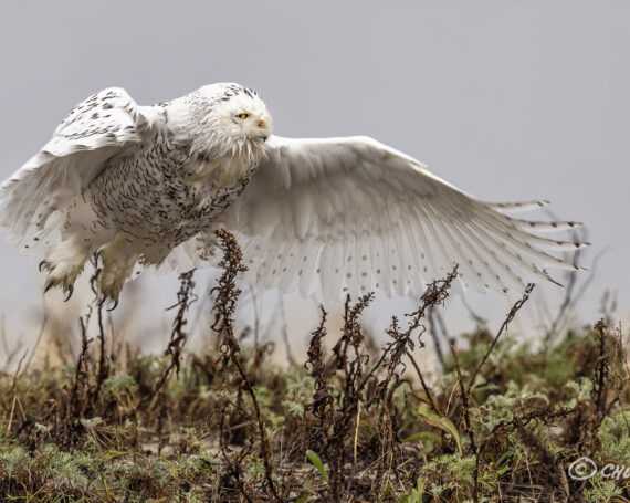 Snowy Owl