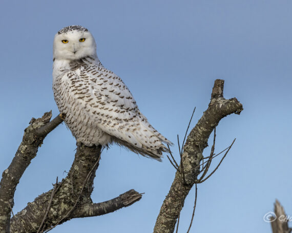 Snowy Owl