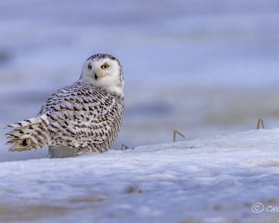 Snowy Owl