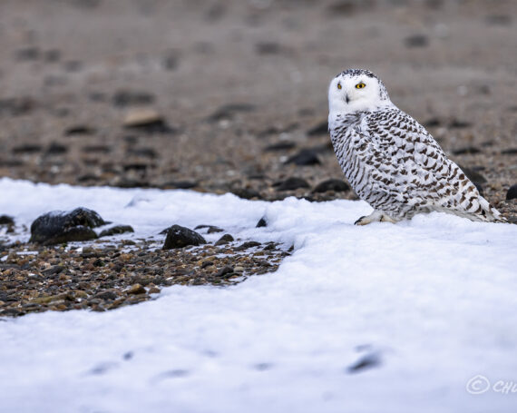 Snowy Owl