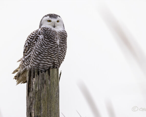 Snowy Owl