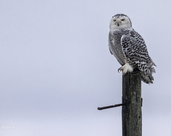 Snowy Owl