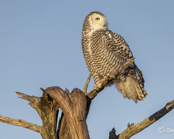 Snowy Owl