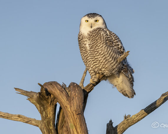 Snowy Owl