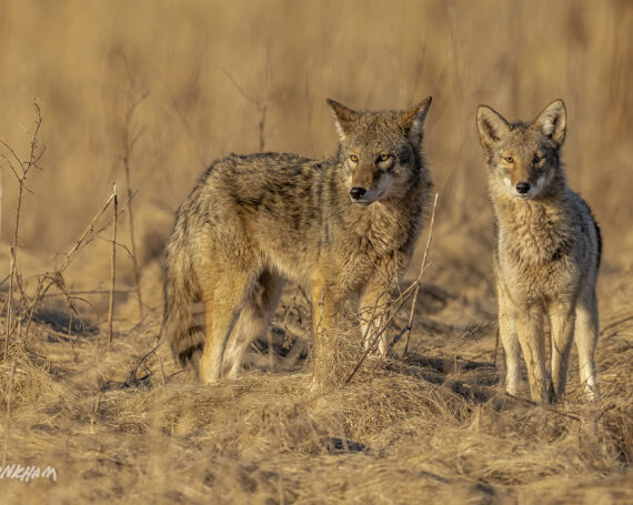 Eastern Coyotes