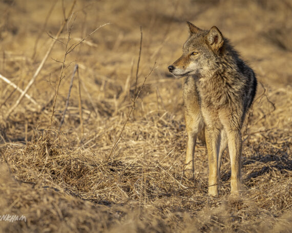 Eastern Coyote