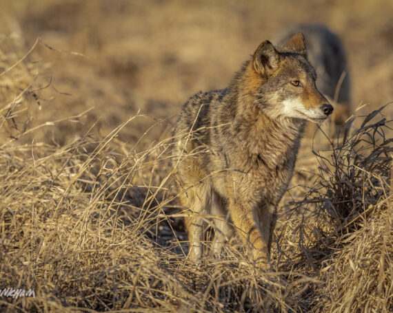 Eastern Coyote