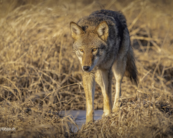 Eastern Coyote