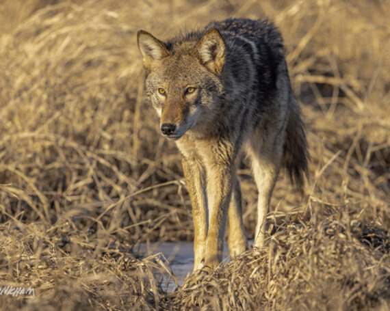 Eastern Coyote