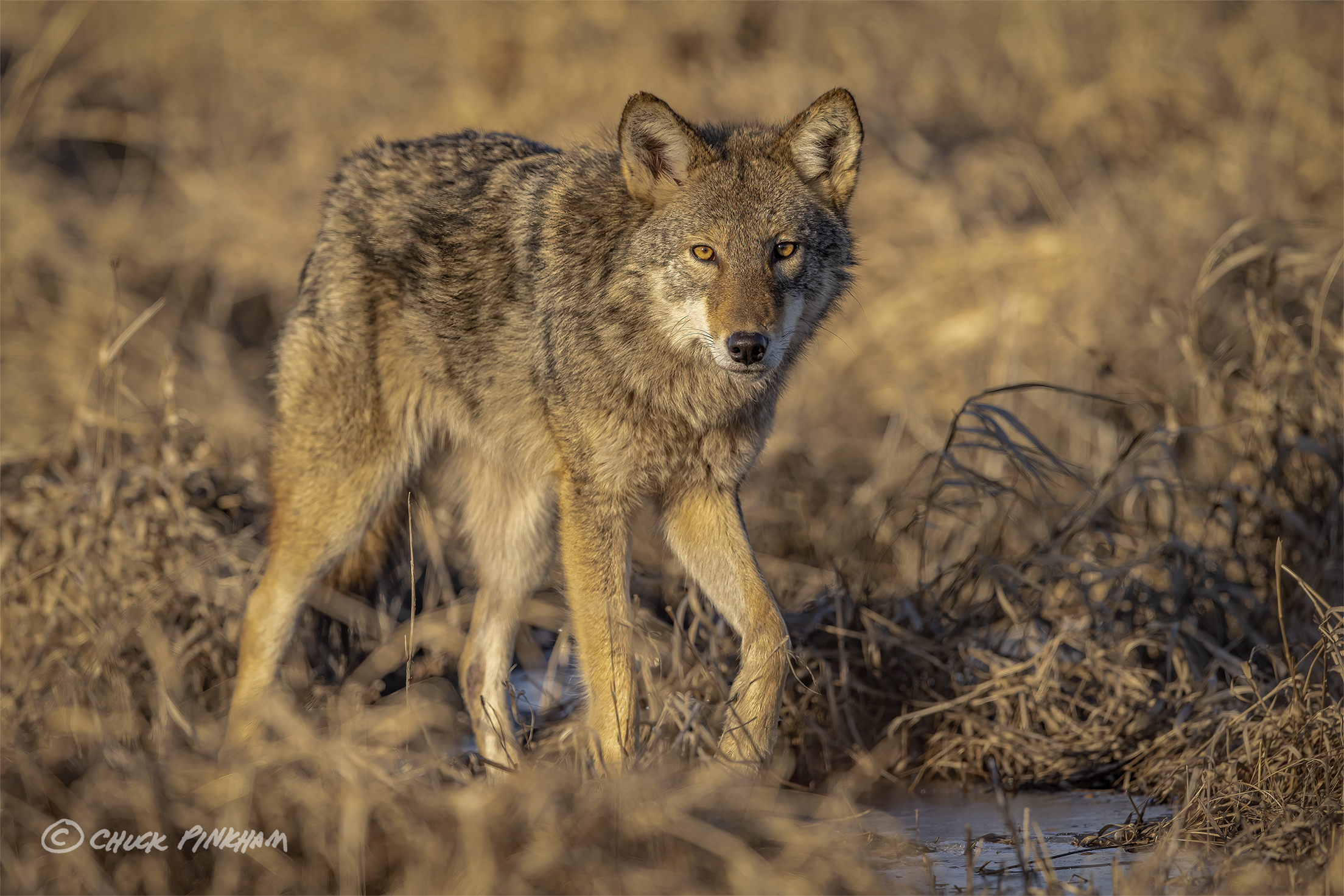 Eastern Coyote