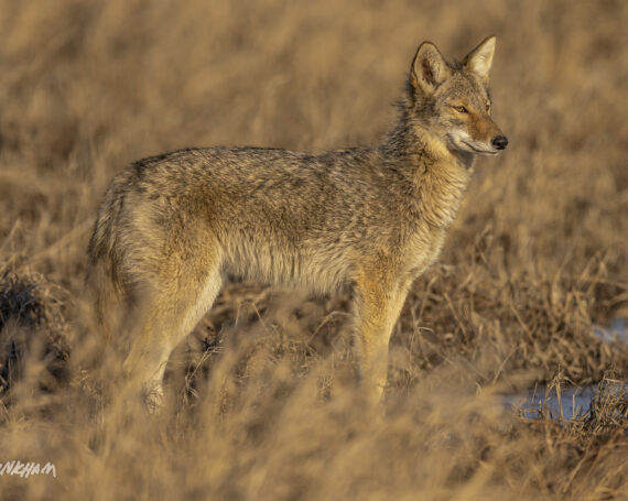 Eastern Coyote