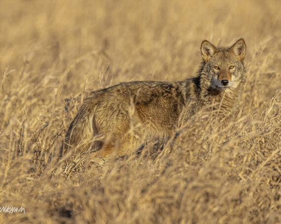 Eastern Coyote