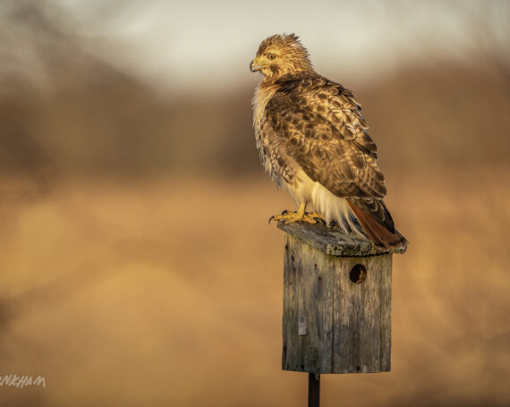 Red-Tailed Hawk