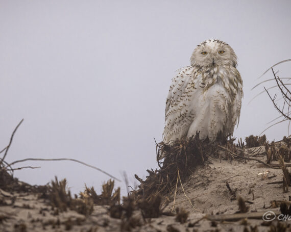 Snowy Owl