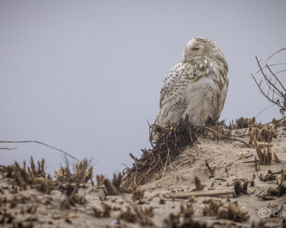 Snowy Owl