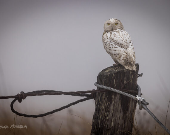 Snowy Owl