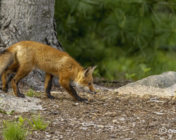 Red Fox Kit